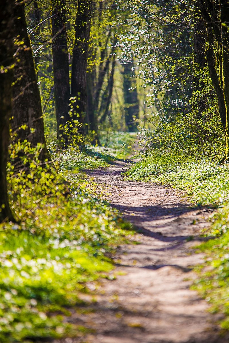 Wilderness Walks